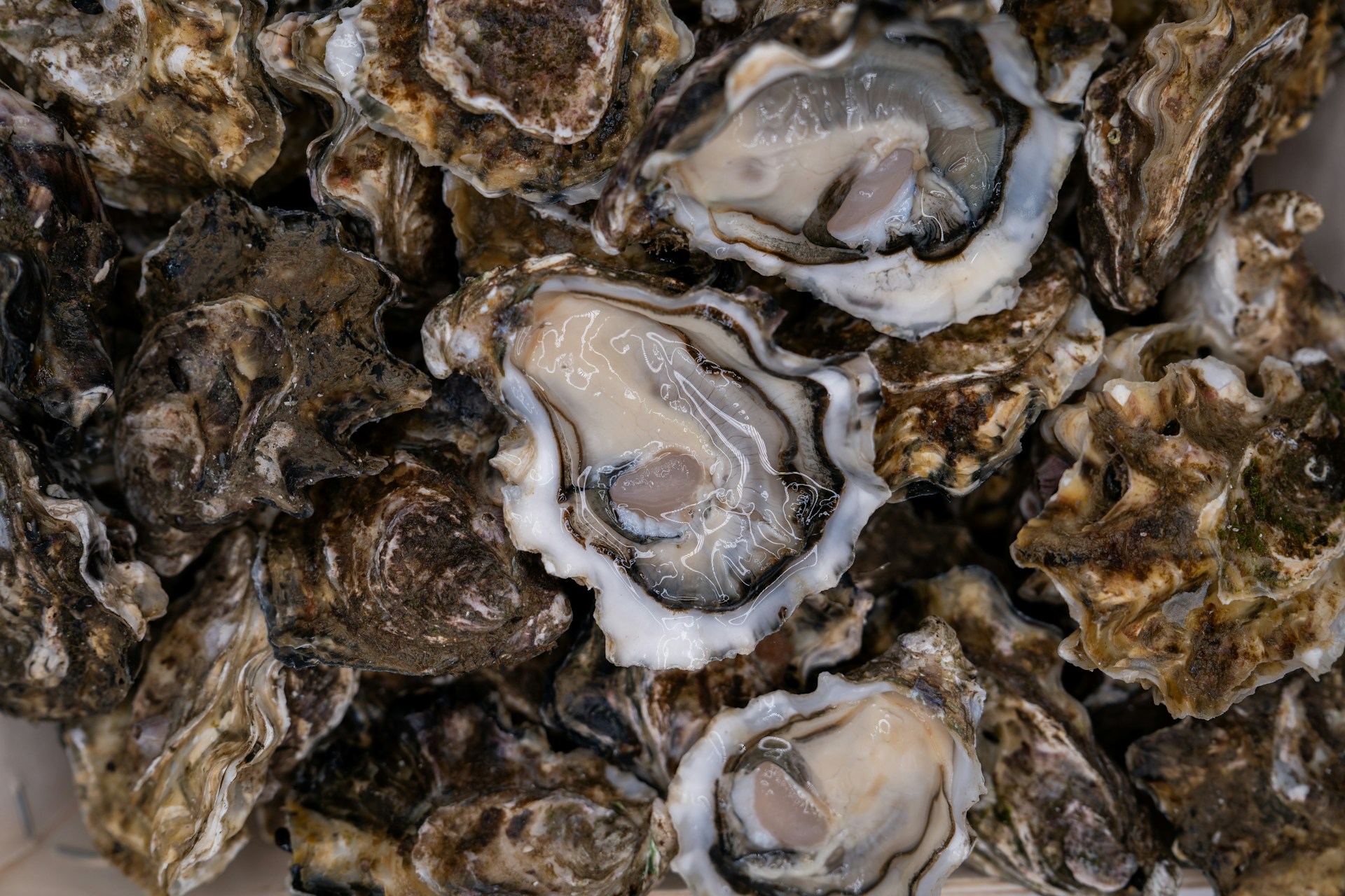 Shell To Reef - The Hidden Logistics Behind Oyster Restoration At Scale